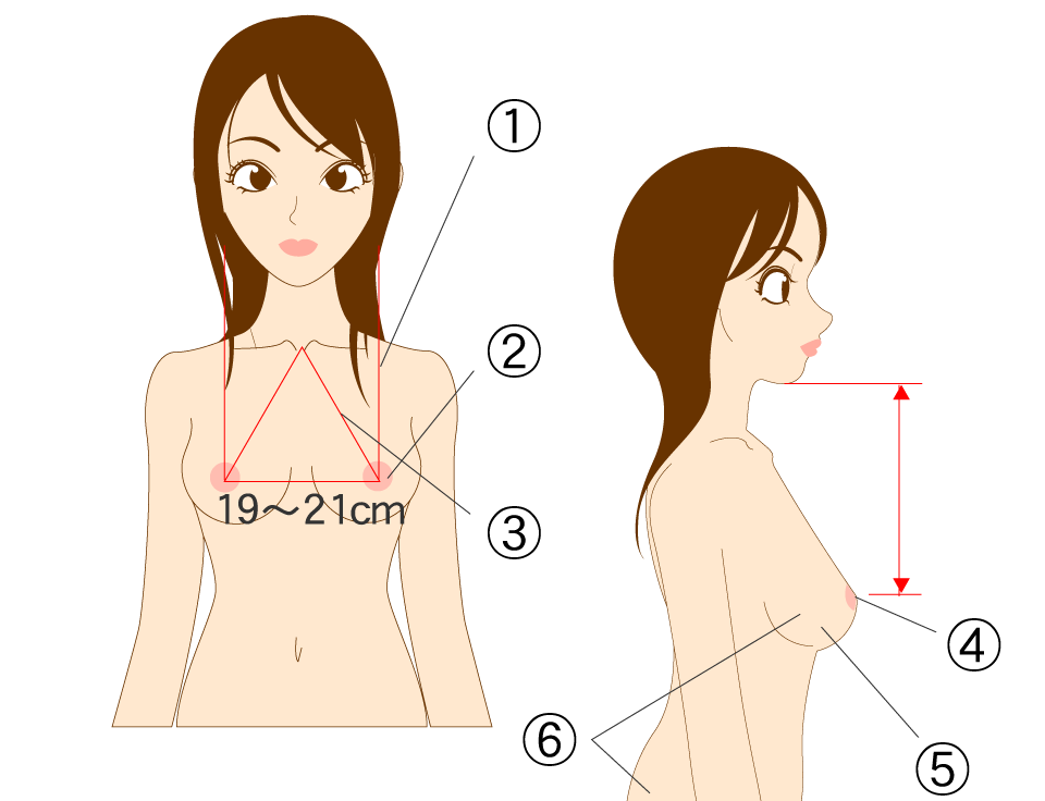 図：美しいバストの基準