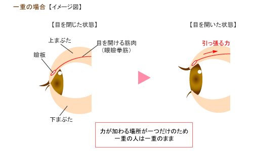 二重まぶたの仕組み 一重の場合