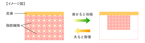 イメージ図：脂肪のバランス